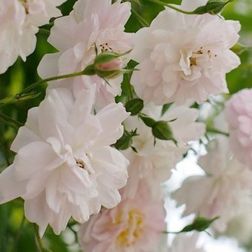 Róże ogrodowe - róże pnące ramblery - różowo - biały - Rosa  Paul's Himalayan Musk Rambler - róża z intensywnym zapachem - George Paul, Jr. - Posadzona na odpowiednim miejscu, dzięki silnemu wzrostowi nie sprawia problemów. Prawie sama potrafi stworzyć …